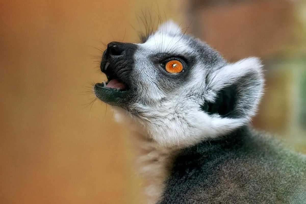 animal, mammal, wildlife, nature, lemur, eyes, close up, ring tailed lemur, animal, animal, animal, animal, animal, lemur, lemur, lemur